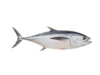Fototapeta premium whole tuna fish isolated