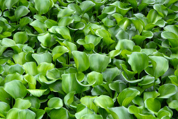 Fresh green water hyacinth in the pond