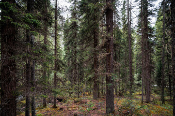High mountains surrounded by clouds and mist