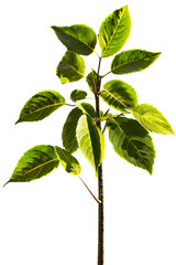 Tree on transparent background, realistic tree with green leaf branch bush stand alone isolate and beautiful light in day time die cut png file for graphic and decorate design resource