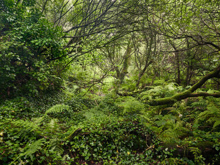 Green woodland with mossy branches and ferns at Lundy Wood, a rare temperate rainforest in Cornwall, England UK