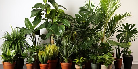 Obraz premium tree in a pot