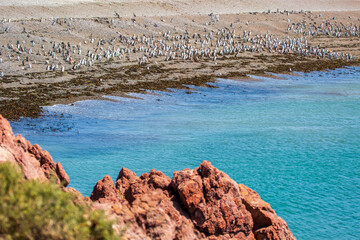 Magellanic penguins line the coast of Punta Tombo in Argentina. Punta Tombo is a very unique area with contrasting desert type landscaping right along the central coastline of Argentina	