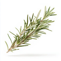 Fototapeta premium Fresh rosemary sprig with vibrant green leaves, perfect for culinary use or as a natural garnish.