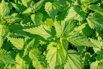 The common nettle (Urtica dioica). Stinging nettle leaves texture