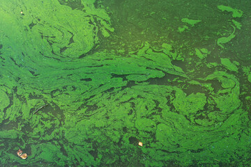 Green algae growing on water surface in garden pond. Algal bloom. Water pollution