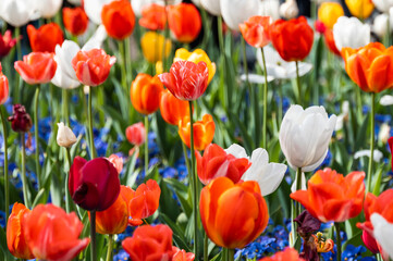 Fototapeta premium Various colorful tulips blooming in spring