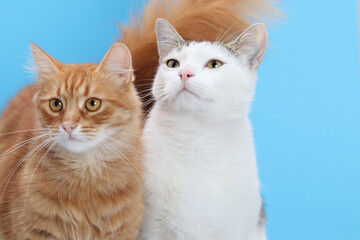 Naklejka na ściany i meble Portrait two cats on white background. Comrades. Cute white and red cats. Adorable cats for Valentine's Day. Animal friendship. Animal theme.