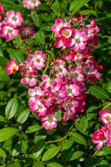 Shrub rose with numerous delicate pink flowers