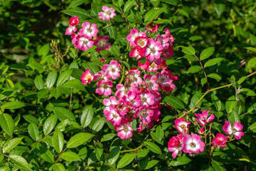Shrub rose with numerous delicate pink flowers