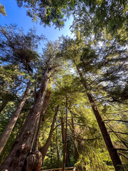 Fototapeta premium Looking up through the trees in the Old Growth Cedar trail in Rockaway Oregon