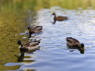 Grupa kaczek krzyżówek płynących po spokojnej wodzie