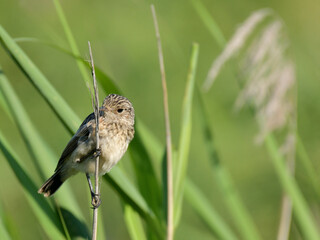 baby stonechat on the reed