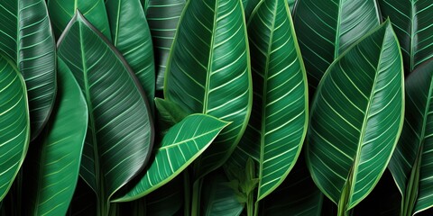 green leaf background