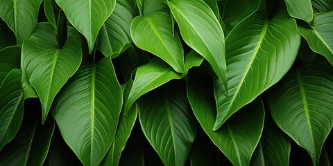 Obraz premium green leaf texture