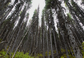 looking up to the top of a coniferous forest with dark moss on the branches