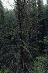 view of a coniferous tree with dark moss on the branches in a dark forest in summer