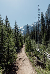 view of a hiking path in a coniferous forest in summer with a mountain in the distance and clear blue sky