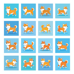 Cute Lazy Brown Shiba Inu. Shiba dog is lazy to jogging in the winter morning