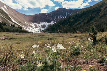 view of a bunch of white mountain wildflowers in summer in the valley of the mountains with clouds...