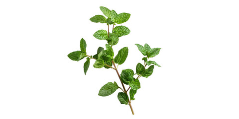  Mint leaves
