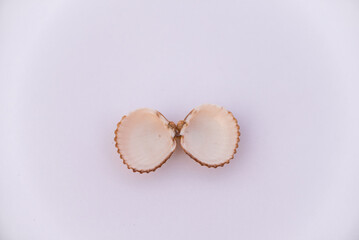 Composition of exotic sea shells and on a white background, top view. sea shells isolated on a white background. Flat lay, Seashells on a white background, A place for copying and writing.