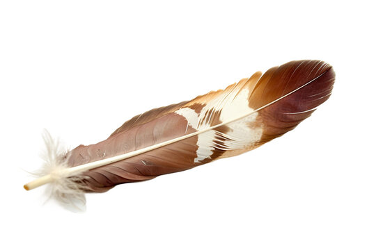 Minimalistic shot of a single eagle feather, emphasizing its powerful essence isolated on transparent background