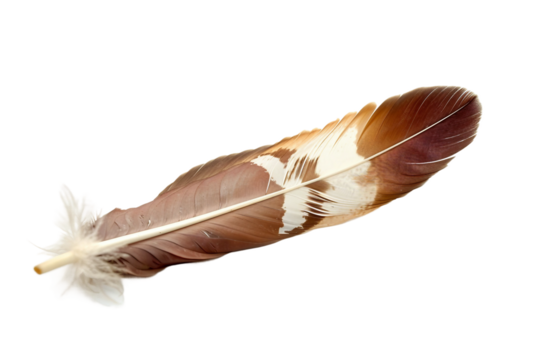 Minimalistic shot of a single eagle feather, emphasizing its powerful essence isolated on transparent background