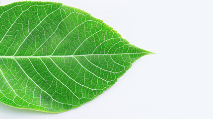 Fototapeta premium Vibrant Green Leaf Close-Up, showcasing the lush texture and vivid color of nature, perfect for emphasizing freshness and eco-friendliness in design projects.