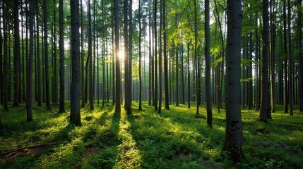 Sunlit Forest Serenity, a peaceful woodland scene where gentle rays of light break through a lush green canopy, creating a calming atmosphere amidst nature's beauty