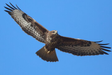 buzzard in flight