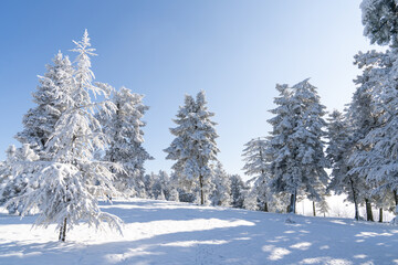Obraz premium Snow covered trees. Winter forest.