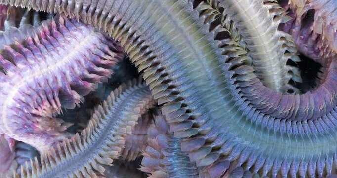 Worm Polychaeta Nereis virens (Alitta virens) from family Nereididae close-up. Many beautiful worms squirm. White Sea