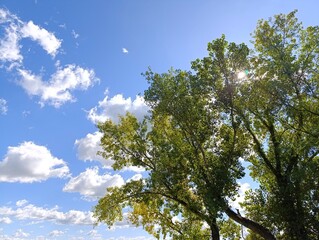 Obraz premium Beautiful sunny day with some clouds on clear blue sky. Fall forest on horizon.