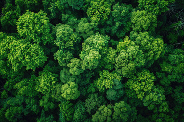 Aerial view of a dense green forest, revealing the intricate patterns of treetops from above
