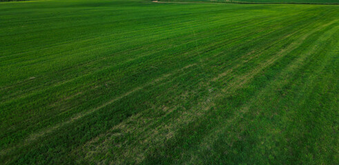  green field with mown grass - drone view photo, wallpaper background.
