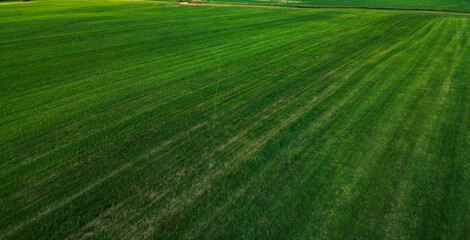  green field with mown grass - drone view photo, wallpaper background.