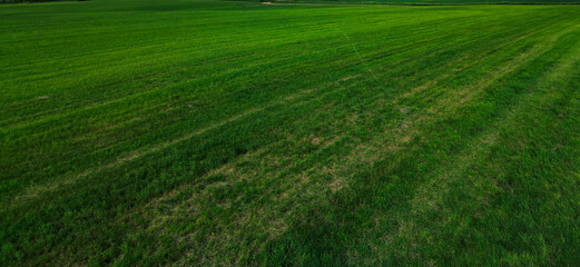  green field with mown grass - drone view photo, wallpaper background.