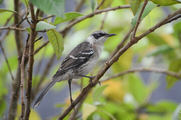 Galapagos Mockingbird (Mimus parvulus), a Galapagos Islands endemic songbird species. Gray and white Galapagos Mockingbird perched on a branch among green leaves.