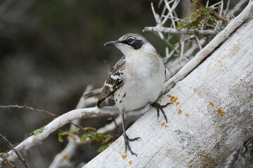 Galapagos Mockingbird (Mimus parvulus) on Santa Fe Island in the Galapagos Islands, Ecuador. Galapagos Mockingbird is an endemic species in the Galapagos Islands.