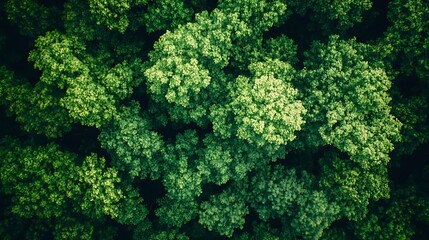 Naklejka premium Green natural forest aerial view Environment concept : Generative AI