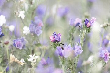 Die zarte Blüte eines Natternkopfes inmitten einer Wildblumenwiese.