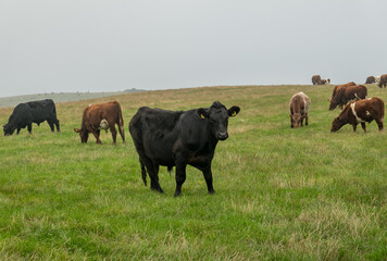Herd of cattle grazing in the North Yorkshire moors
