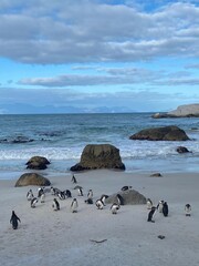 penguins on the beach