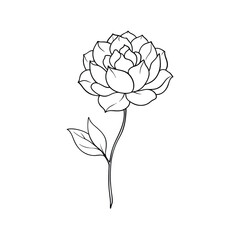 Delicate Peony Flower Outline