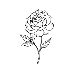 Delicate Peony Flower Outline