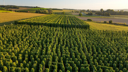 Fly over green huge Bavarian Hops fields during sunset summer phase