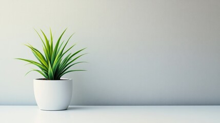 Fototapeta premium A single green plant in a sleek white flowerpot on a simple, clean background, illustrating freshness and modern style