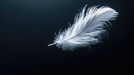 Elegant white feather with soft shadows, set against a dark black backdrop for a dramatic effect