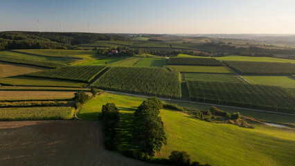 Obraz premium Fly over green huge Bavarian Hops fields during sunset summer phase